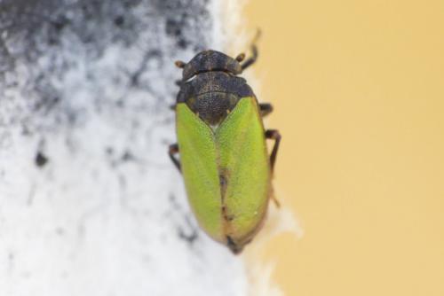Tettigometra laeta